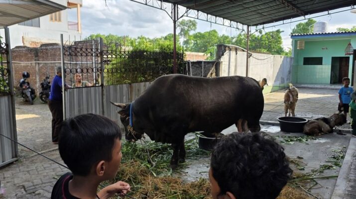 Partai Gerindra Sebut Bantuan Sapi Kurban Presiden dari APBN Sudah Berjalan Sejak Era Susilo Bambang Yudhoyono hingga Joko Widodo