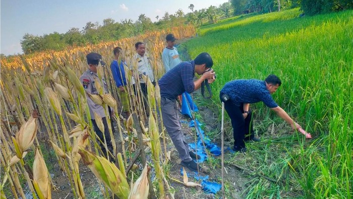 Petani di Grobogan Meninggal Dunia Akibat Tersengat Aliran Listrik Perangkap Hama Sawah