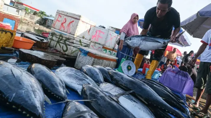 Ekspor Tuna Sulawesi Tengah Tembus 159 Pengiriman hingga Agustus 2026